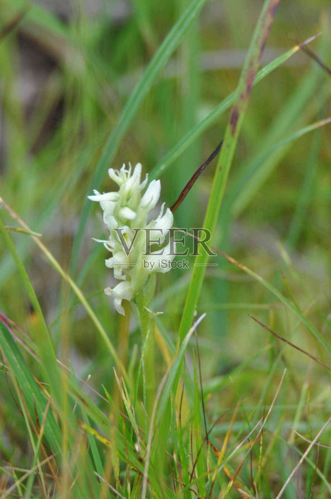 连帽女士发照片摄影图片