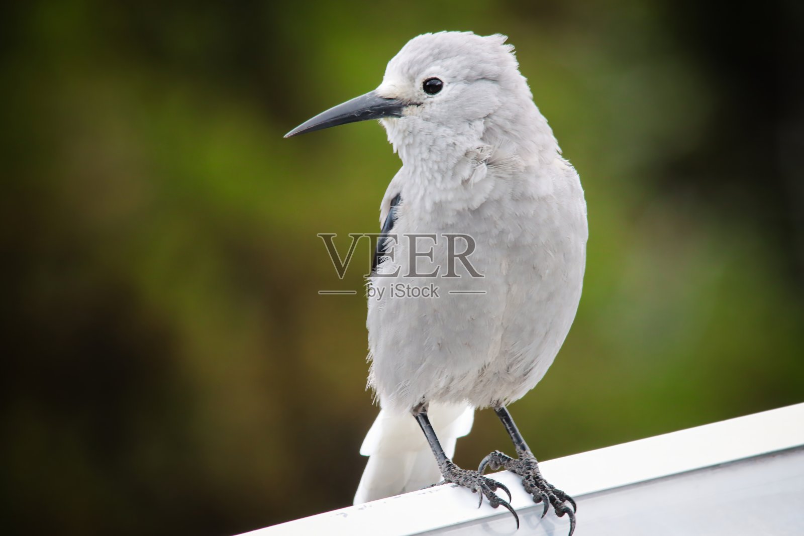 克拉克的胡桃夹子照片摄影图片