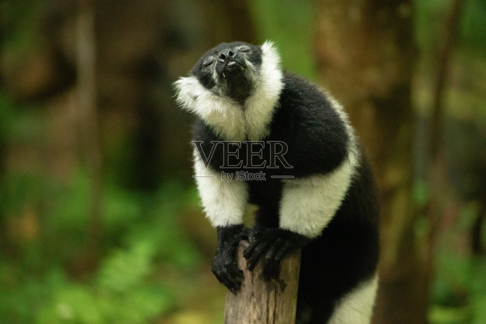 黑白折边狐猴特写照片摄影图片
