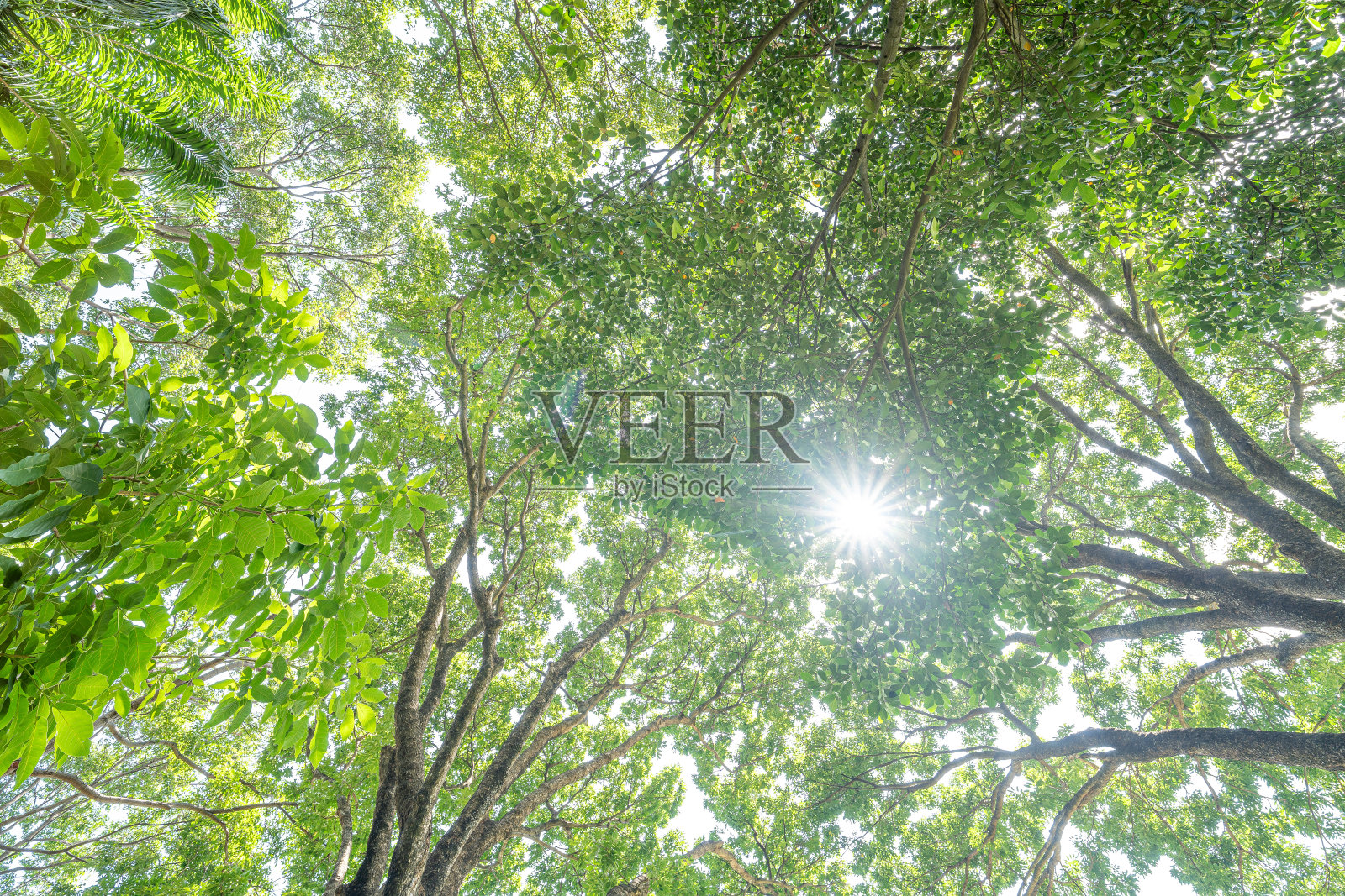 森林,枝叶繁茂,树木高大。有绿叶和阳光的树。底部视图背景。树下面。照片摄影图片