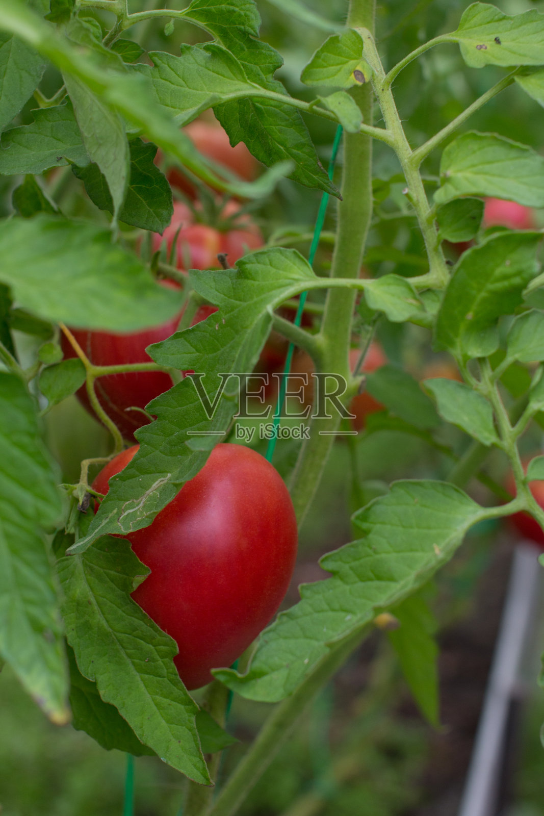 温室里成熟的西红柿。收获成熟的庄稼,园艺照片摄影图片