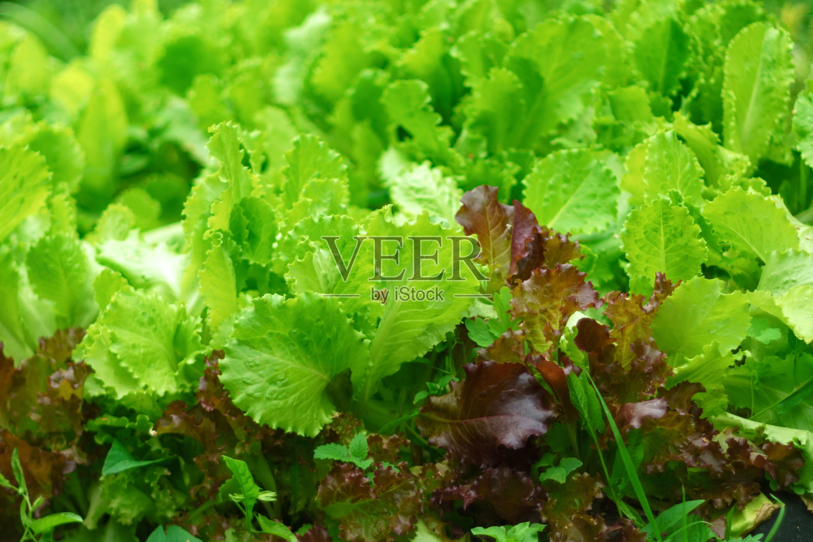 新鲜的生绿叶沙拉,有机蔬菜,家庭菜园的健康食品。照片摄影图片