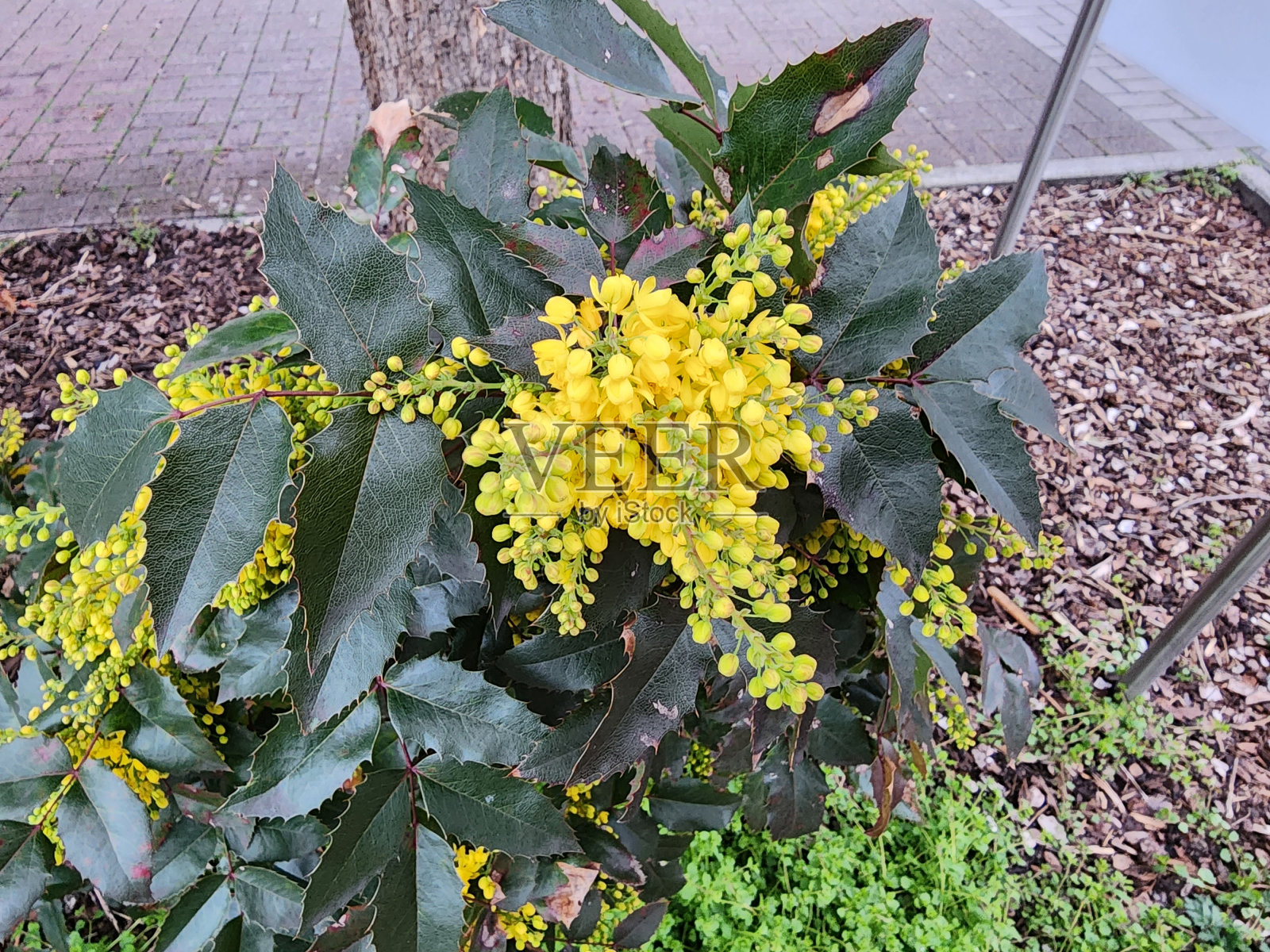 水仙是一种常绿灌木。带刺的叶子开着黄色的花。球形浆果呈深蓝色,味道酸酸。照片摄影图片