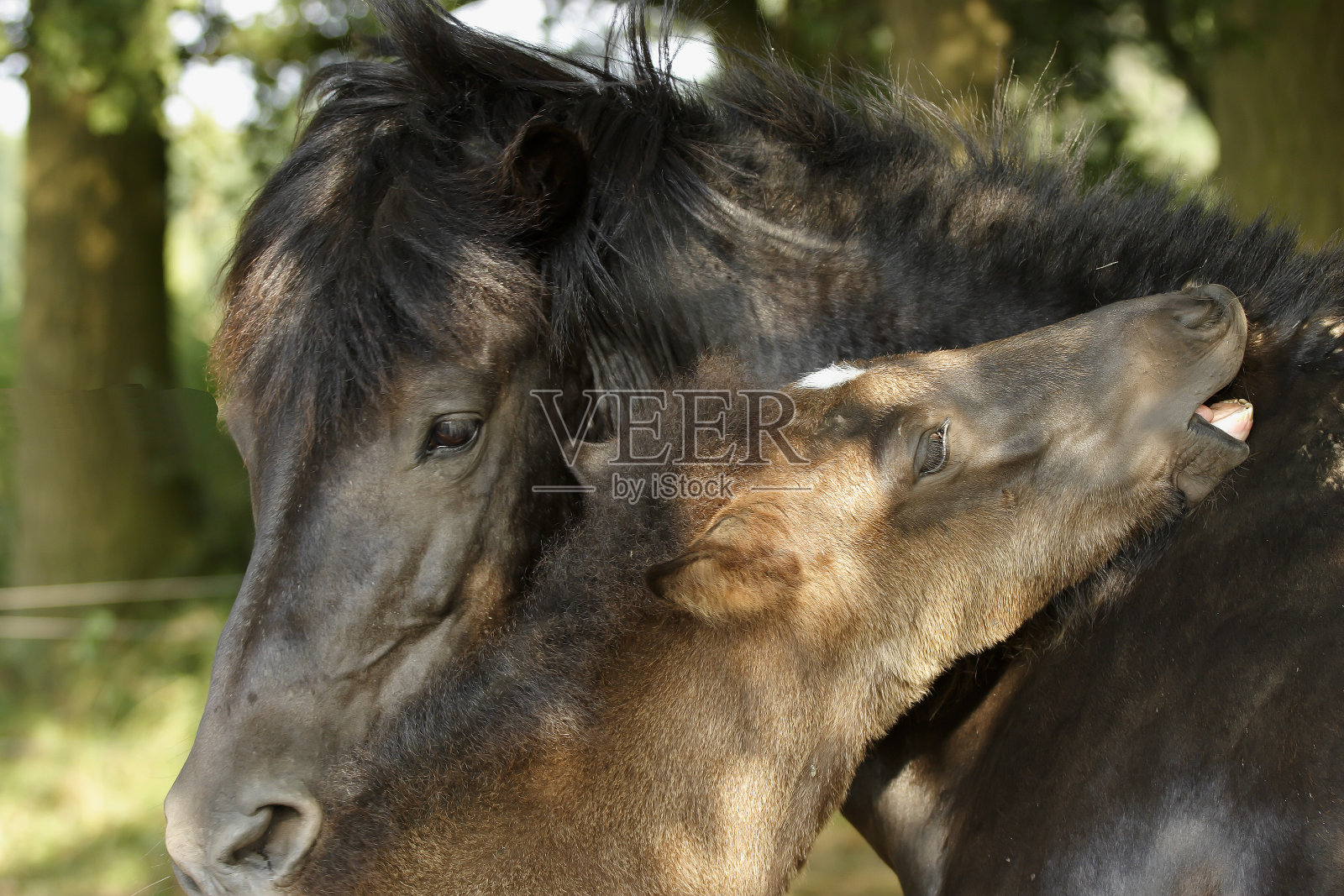 冰岛马,小马驹照片摄影图片