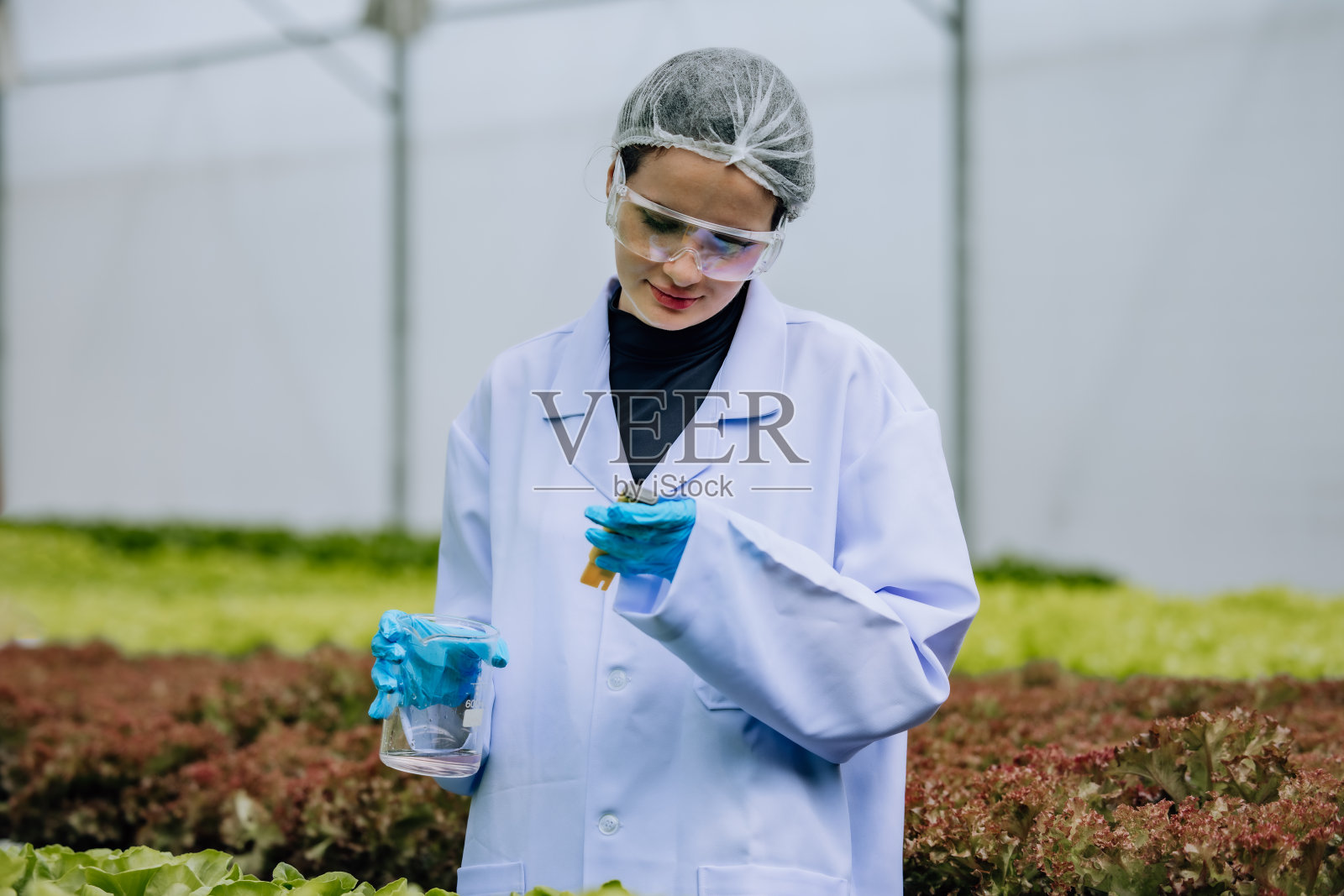 水培科学家使用pH计进行质量控制,确保最佳的栽培条件照片摄影图片