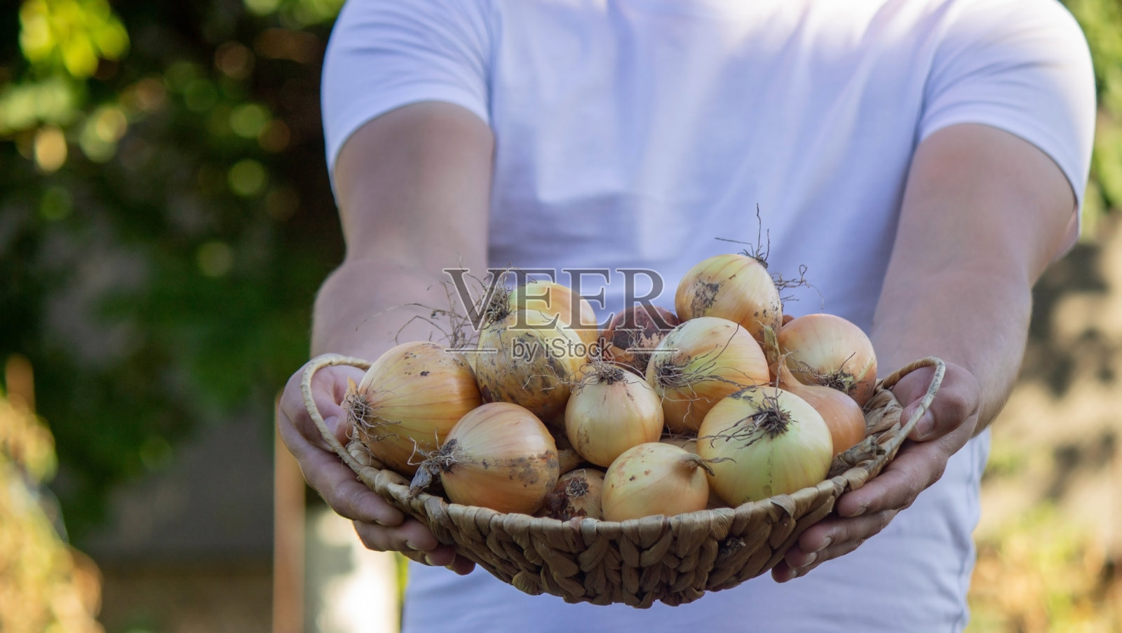 农夫手里拿着一个篮子,里面装着洋葱。有选择性的重点照片摄影图片