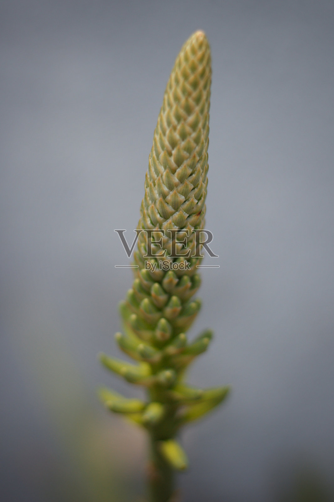 芦荟花照片摄影图片