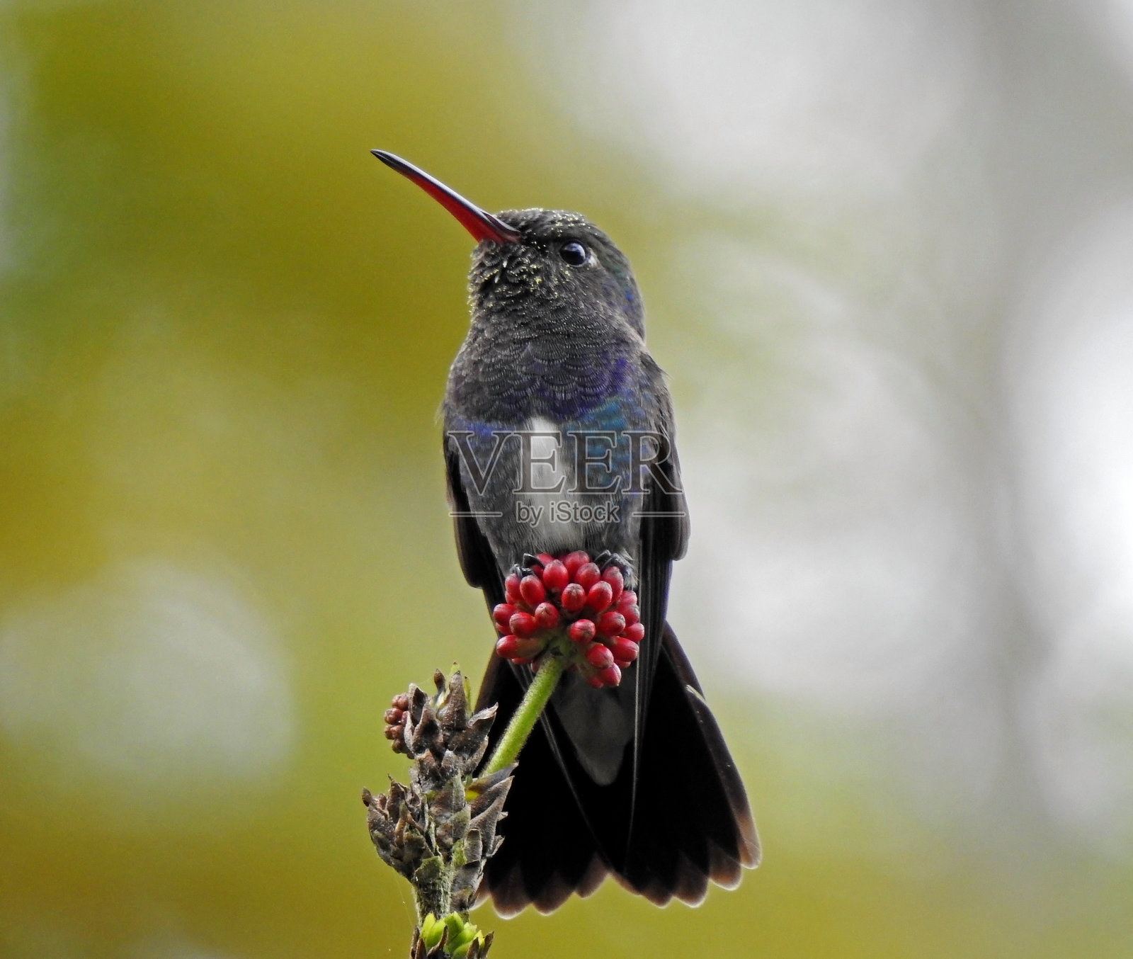 镶着蓝宝石的翡翠蜂鸟照片摄影图片