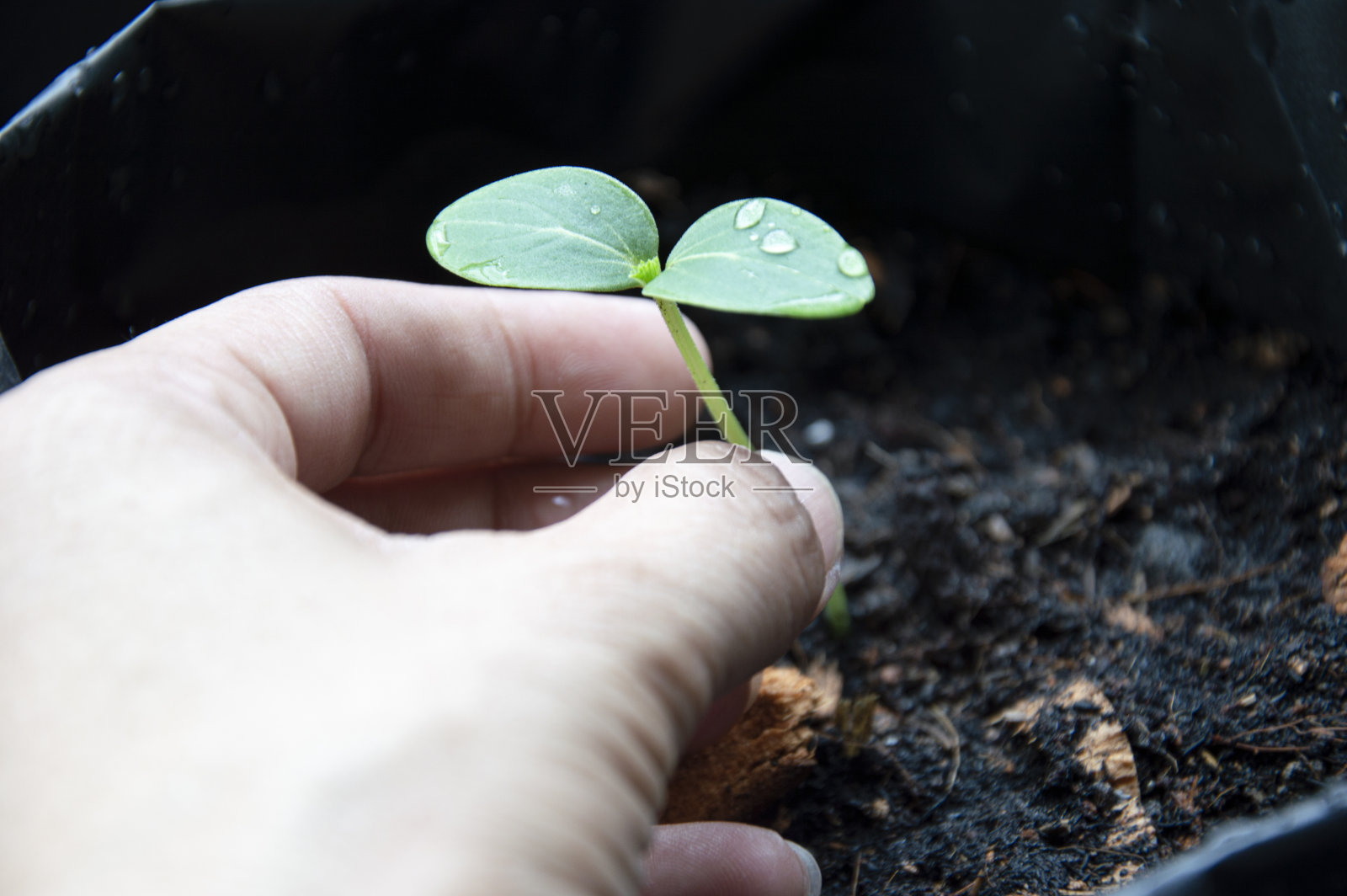 准备种植的蔬菜幼苗照片摄影图片