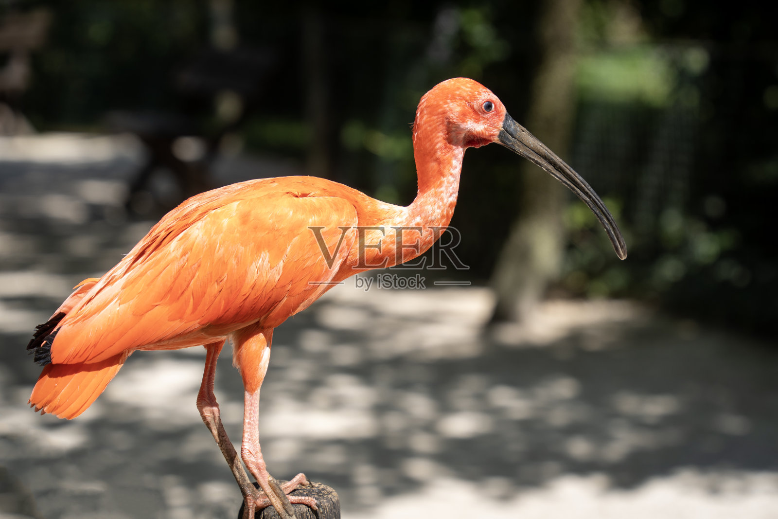 一只朱鹮(Eudocimus ruber)栖息在木桩上观看照片摄影图片