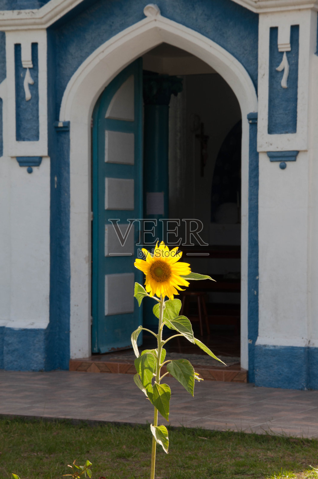 向日葵在一扇蓝色的门前照片摄影图片