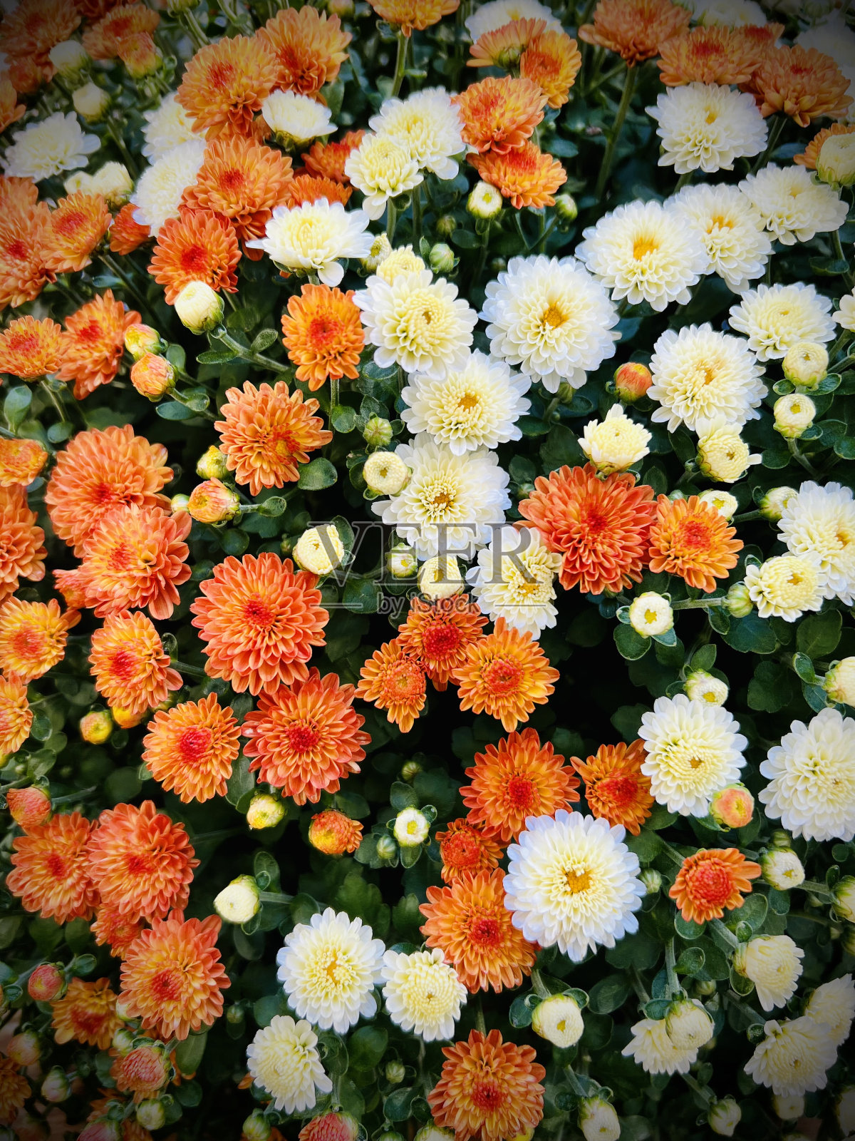 五彩缤纷!照片摄影图片