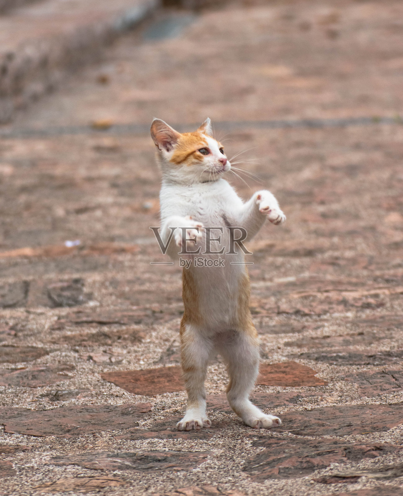 年轻的黄白色的猫在户外玩耍照片摄影图片