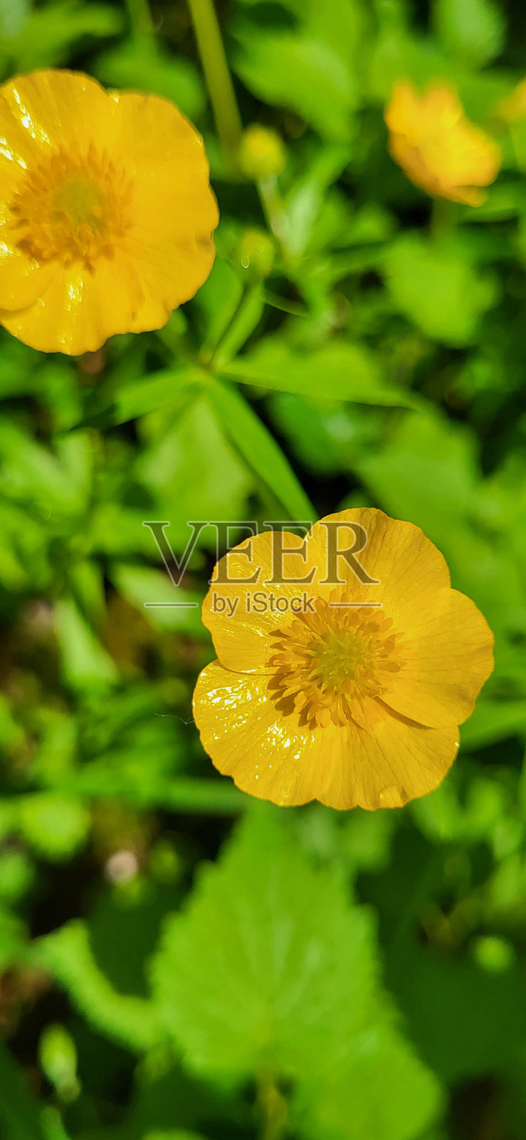 自然照片摄影图片