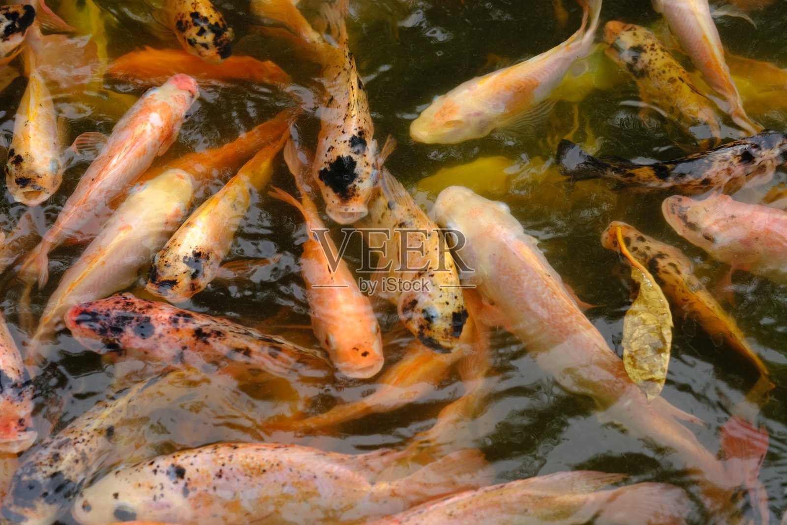 淡水塘里的橙黄黑罗非鱼。自然背景。鱼nila。照片摄影图片