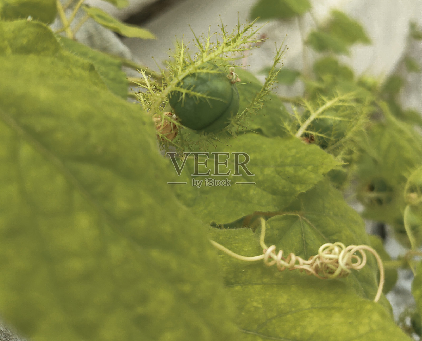 野生西番莲照片摄影图片