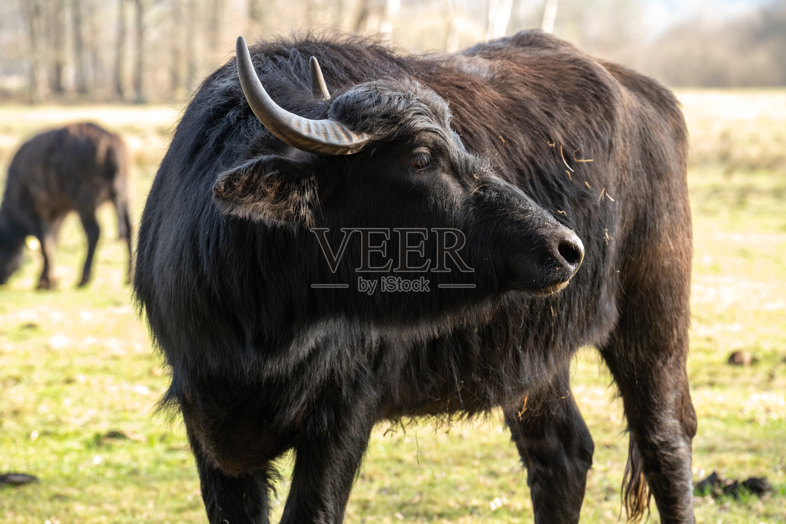 草地上美丽的喀尔巴阡水牛照片摄影图片