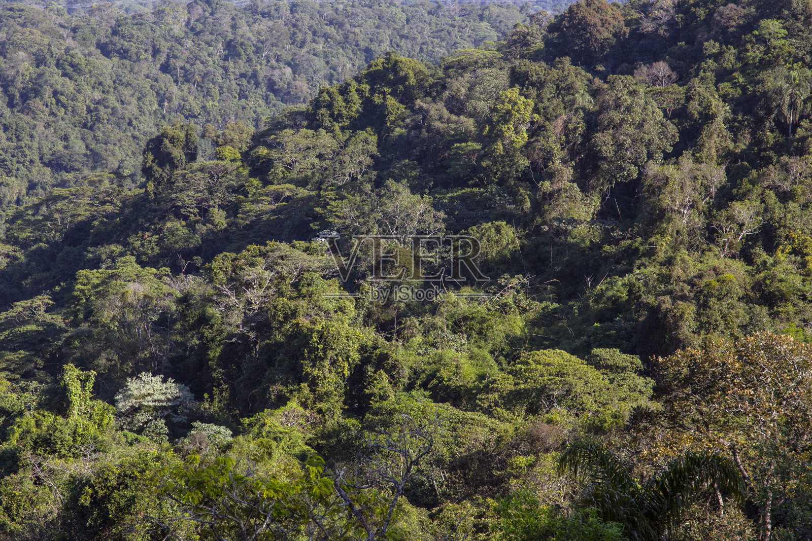森林里的树照片摄影图片