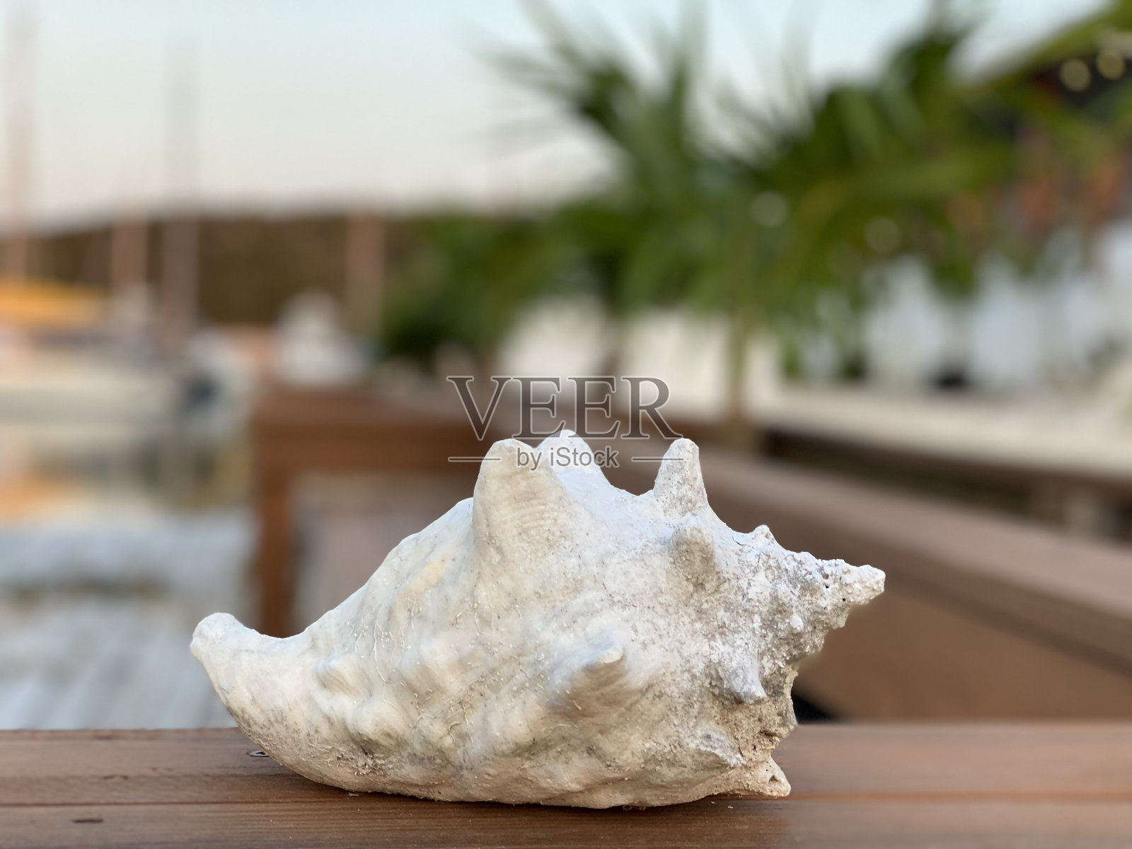 贝壳肖像照片摄影图片