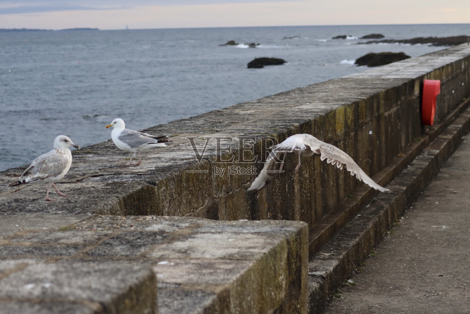 码头上的一群海鸥照片摄影图片