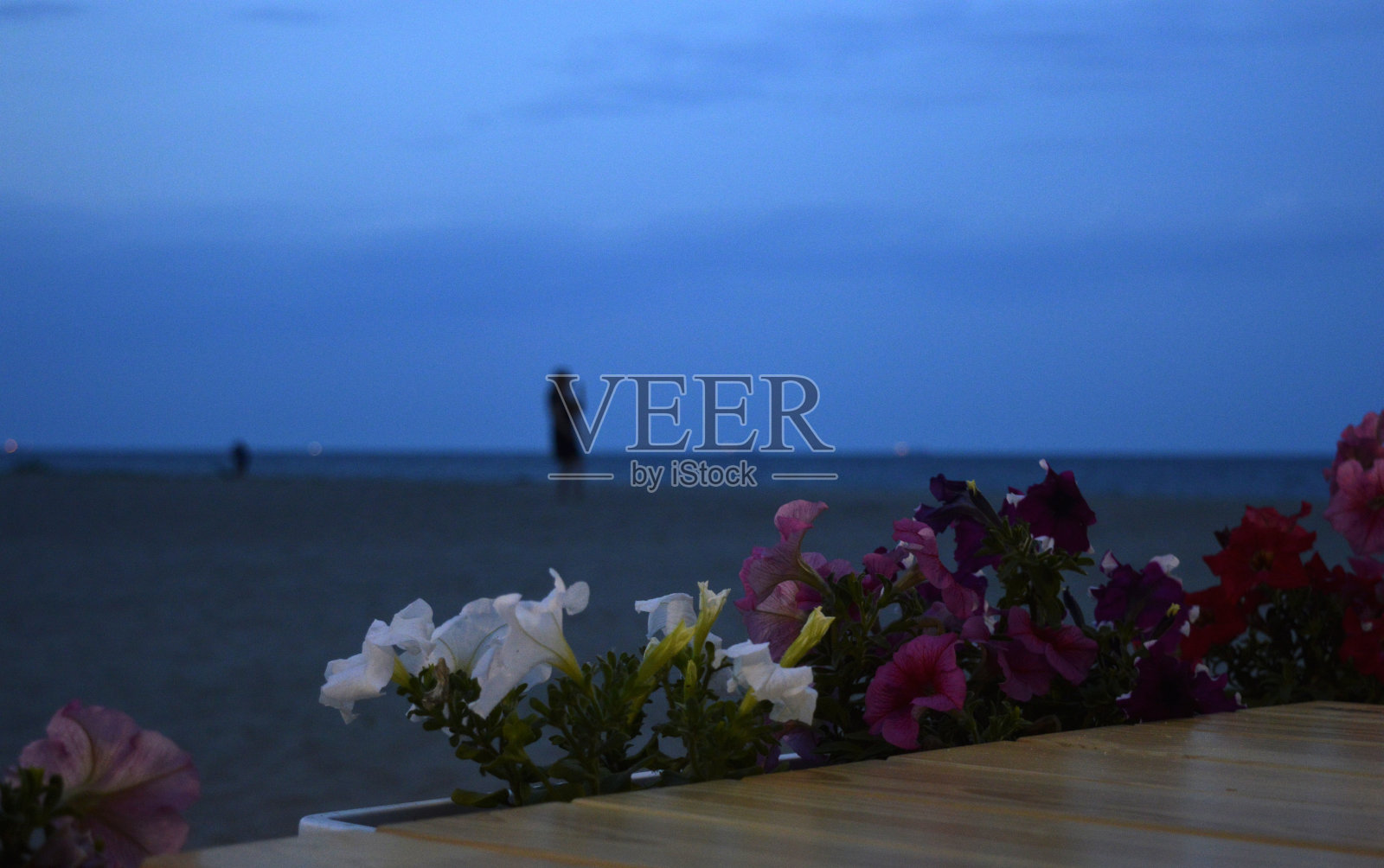 在海边的海滩上,桌子旁边的花盆里放着五颜六色的矮牵牛花照片摄影图片