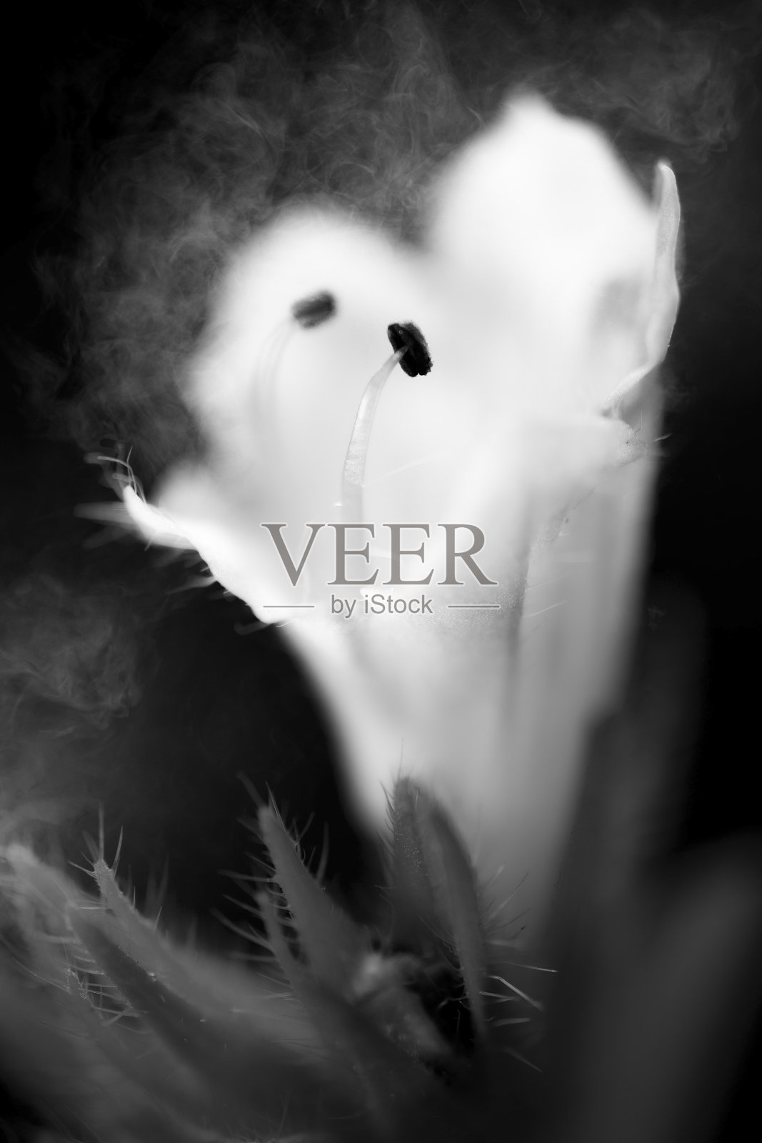 蓝铃雄蕊照片摄影图片