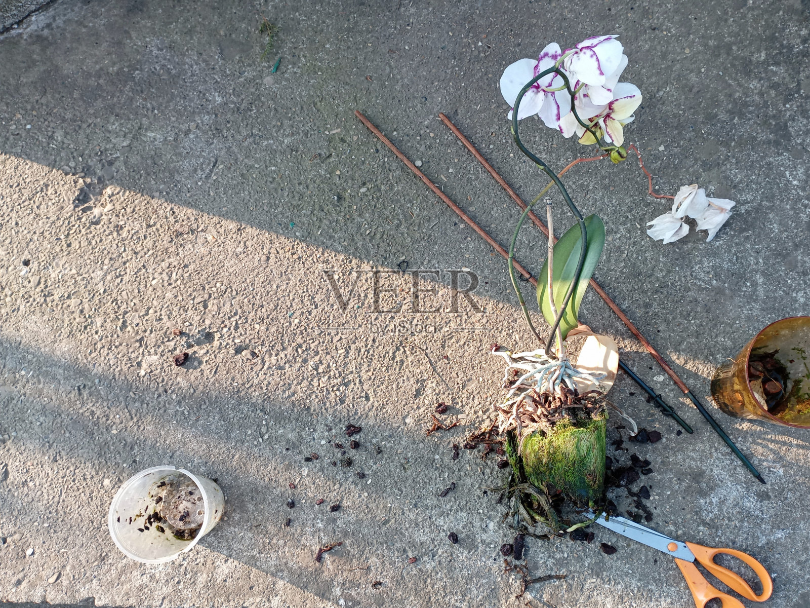 一株从花盆里拔出来的兰花躺在混凝土上,根部长满了苔藓照片摄影图片