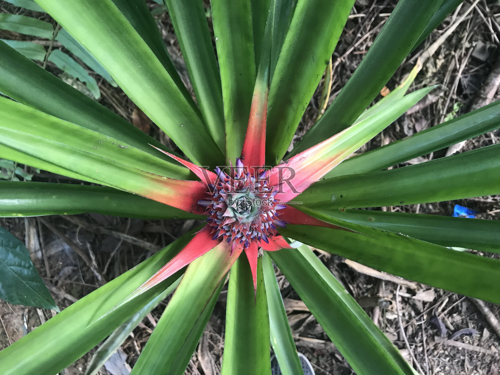 植物以自然为背景美丽。自然森林背景。美丽的花照片摄影图片
