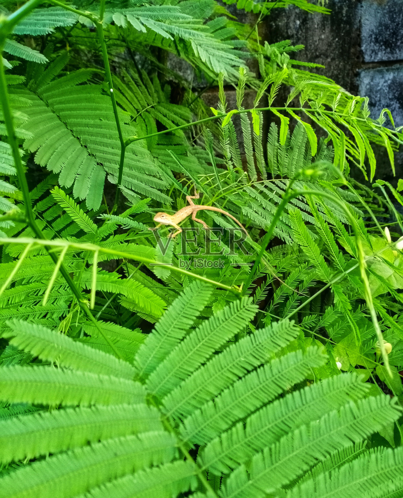 定向花园蜥蜴照片摄影图片