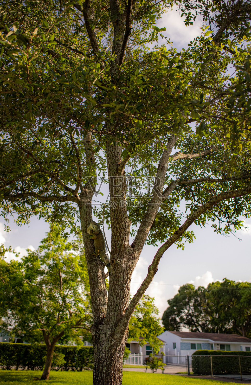 公园里的一棵树照片摄影图片