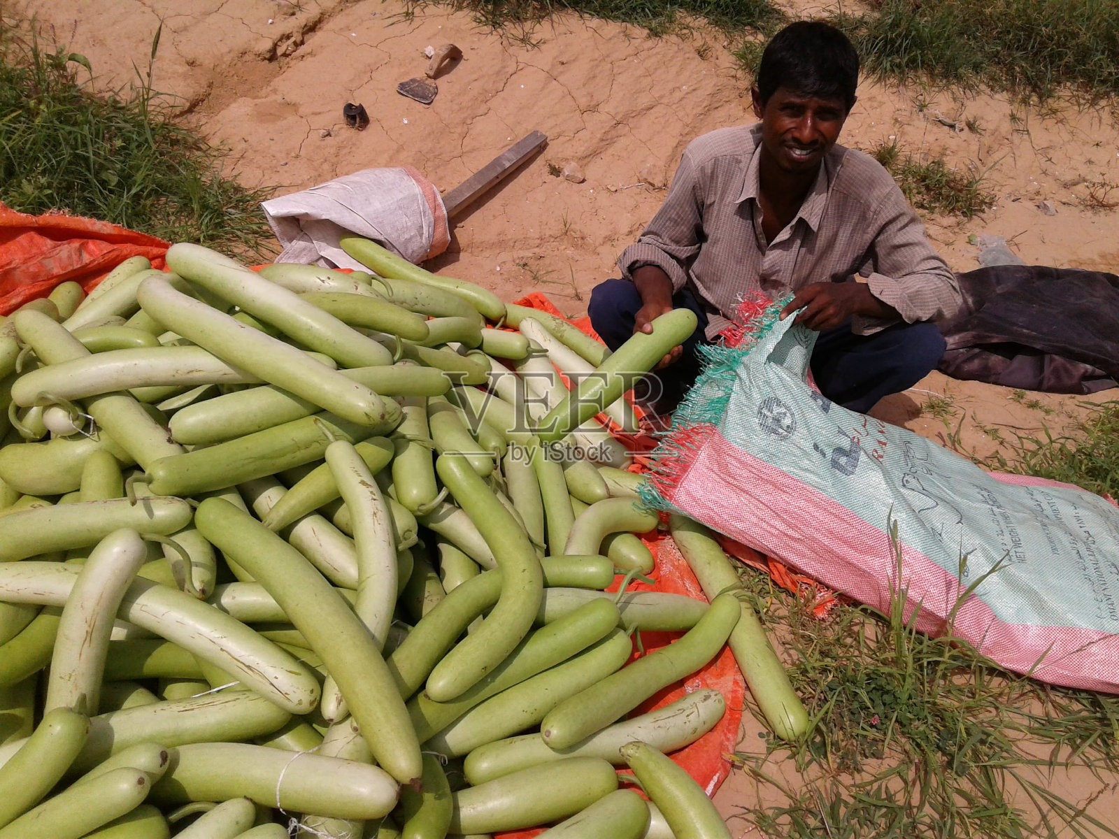 男人跪在地上采摘蔬菜照片摄影图片