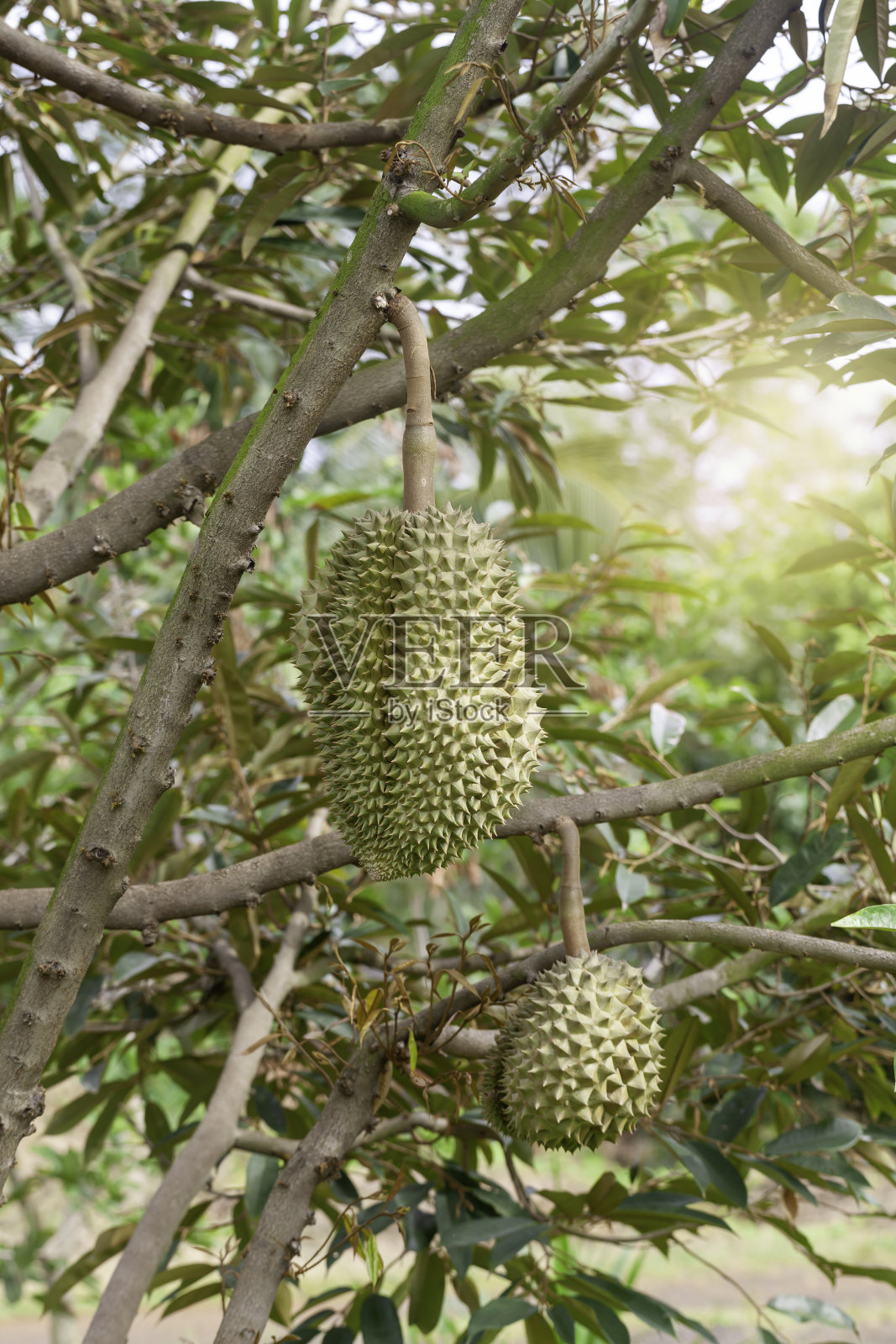 榴莲树,新鲜的榴莲果实在树上,榴莲是水果之王,热带的亚洲水果。照片摄影图片