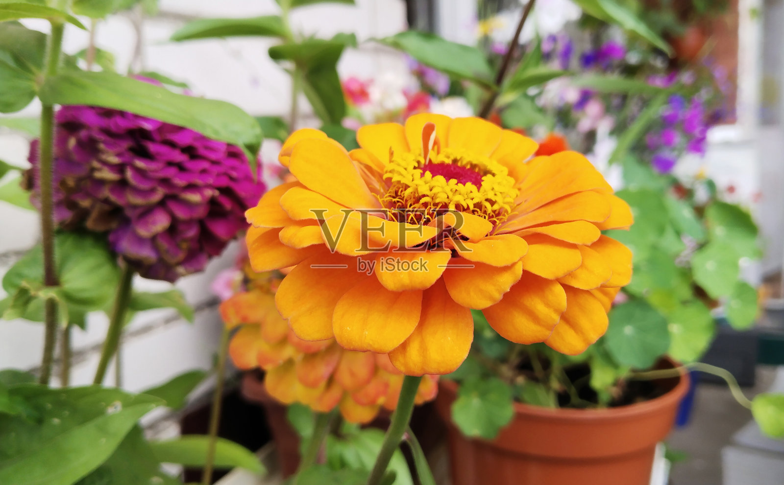 房子附近的百日草桔黄色花。阳台上盛开的花园。家庭园艺。舒适的环境。绿色生态区。可持续的生活。景观设计。菊科农夫。Zinnia照片摄影图片