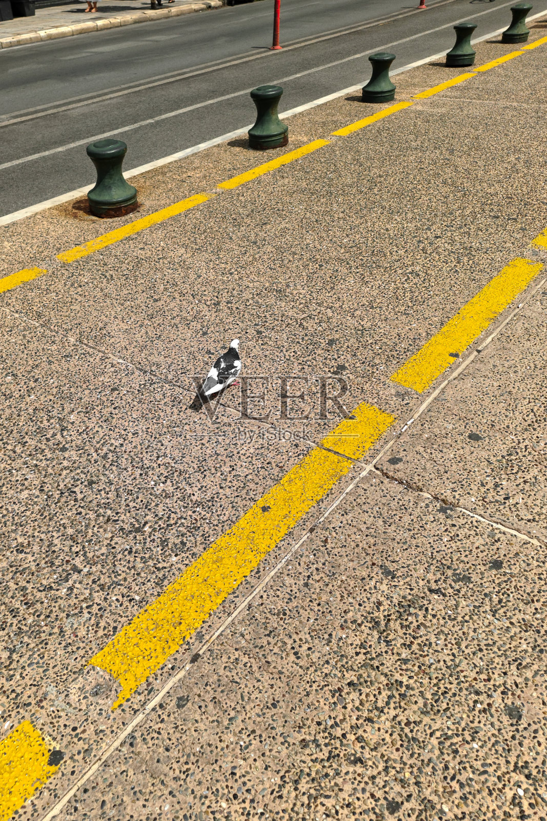 塞萨洛尼基港口步行区的鸽子照片摄影图片