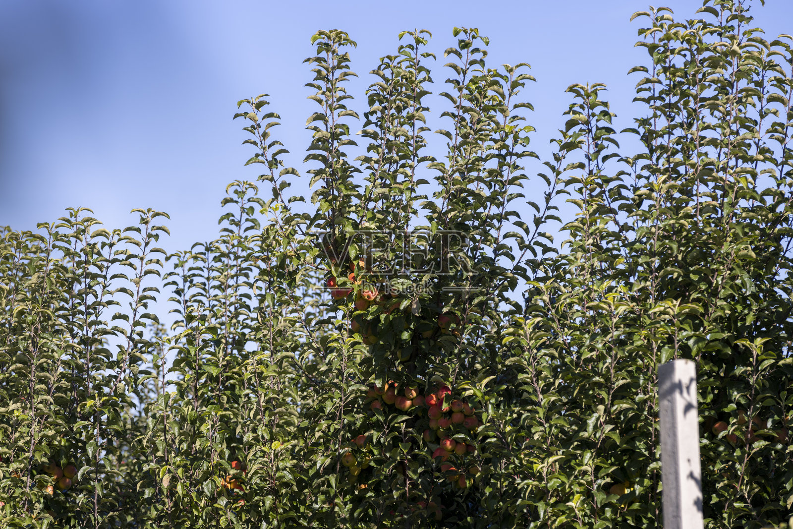 树枝上挂着成熟的红苹果的苹果园照片摄影图片