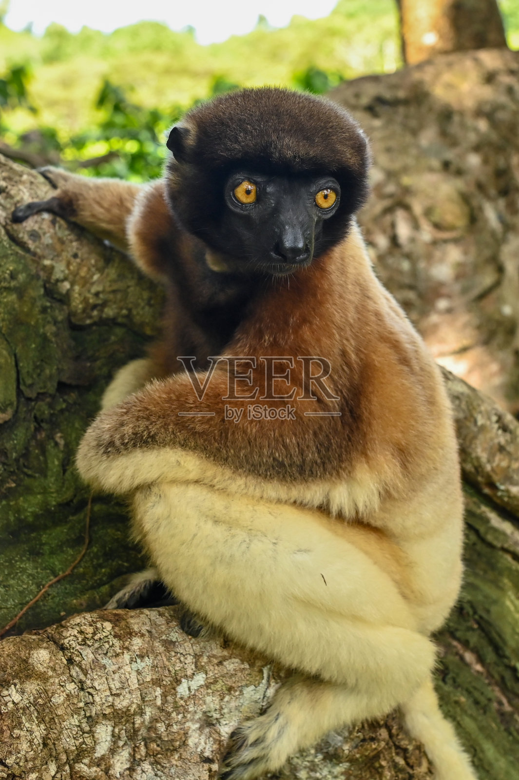 野生狐猴(Verreaux sifaka),肖像,地方性,稀有,濒危,马达加斯加照片摄影图片