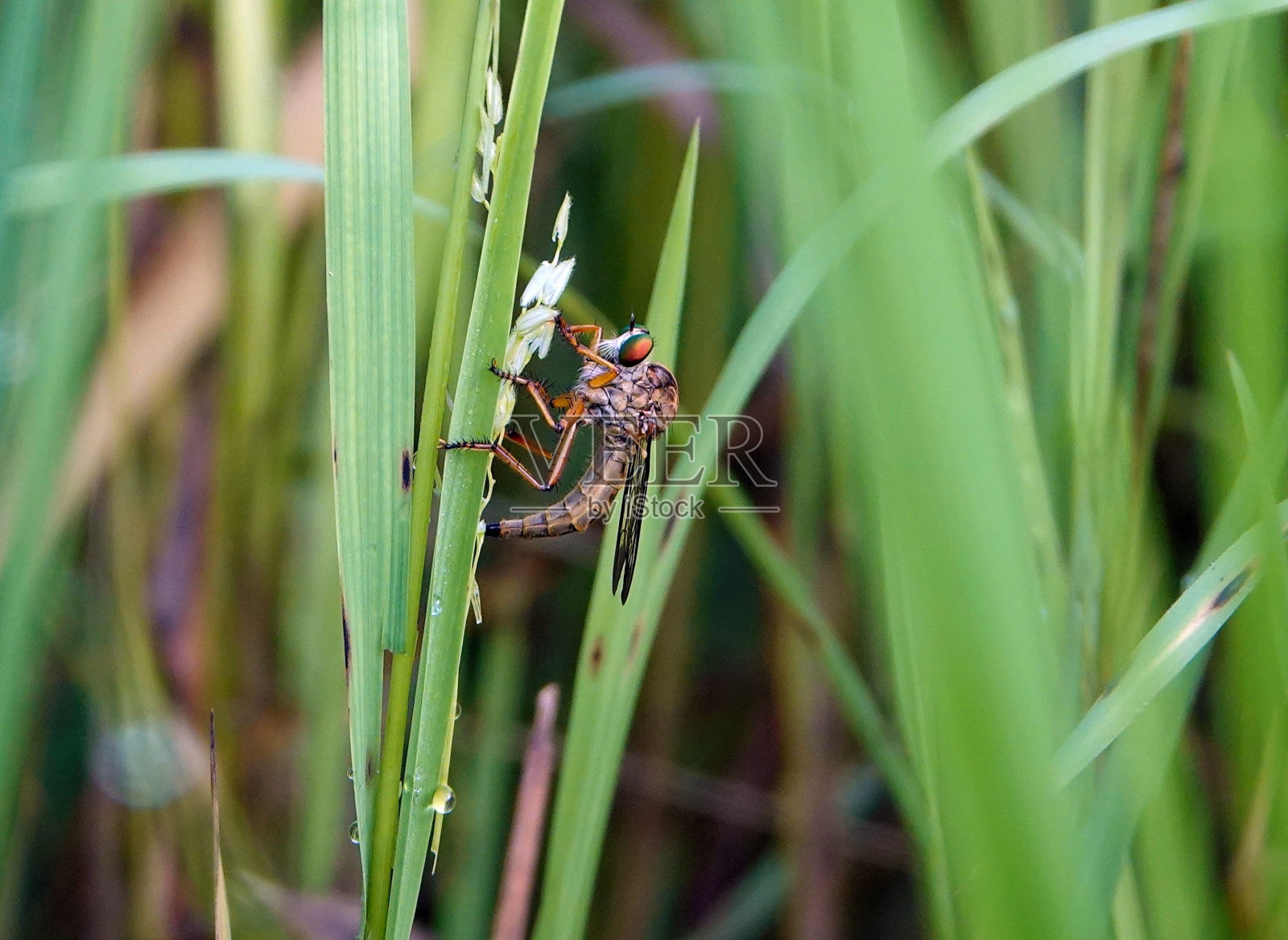 在自然的户外环境中,一只蜻蜓栖息在一片草地上的特写照片摄影图片