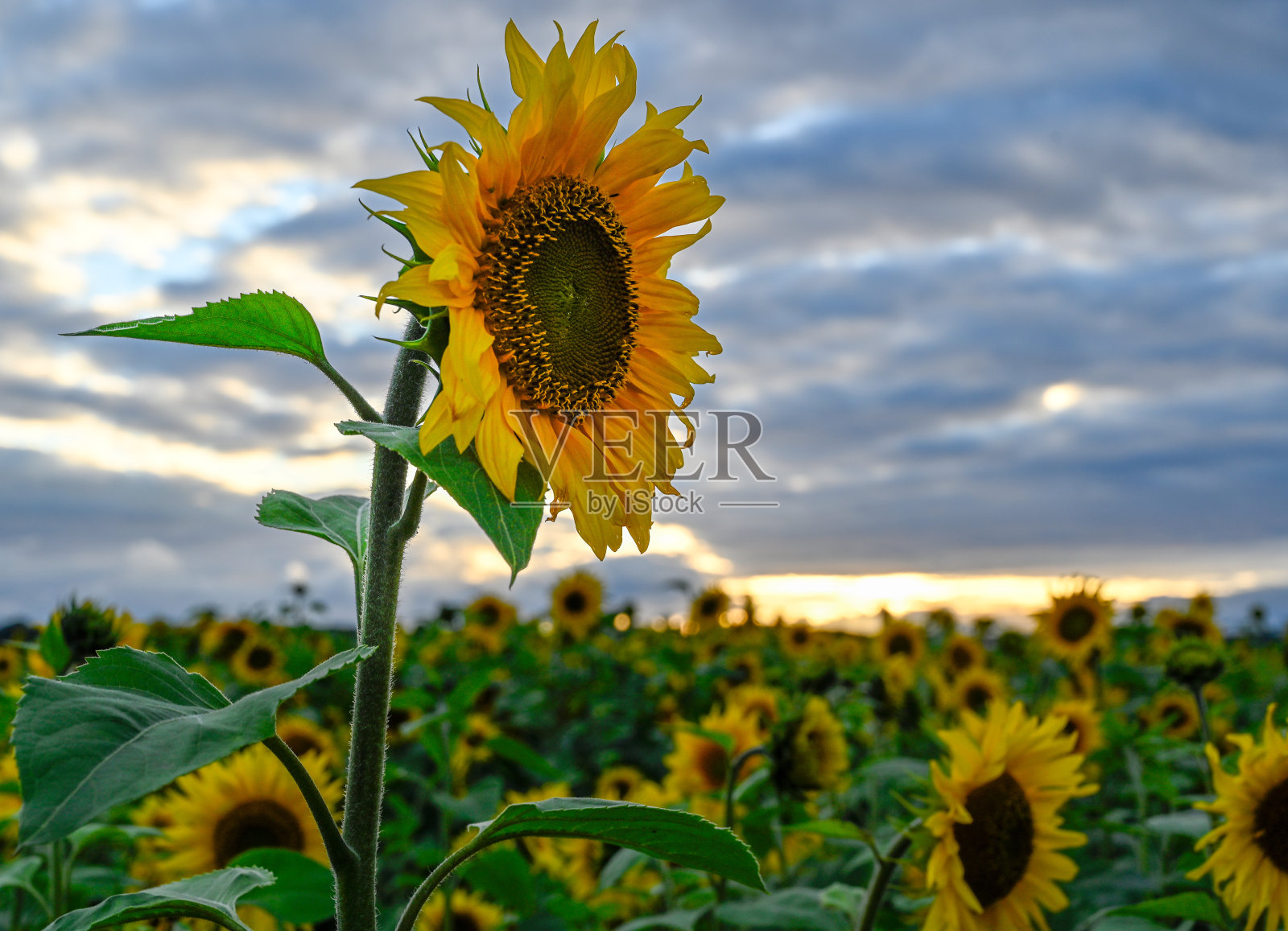 美丽的向日葵田瑞典库姆拉2023年8月16日照片摄影图片