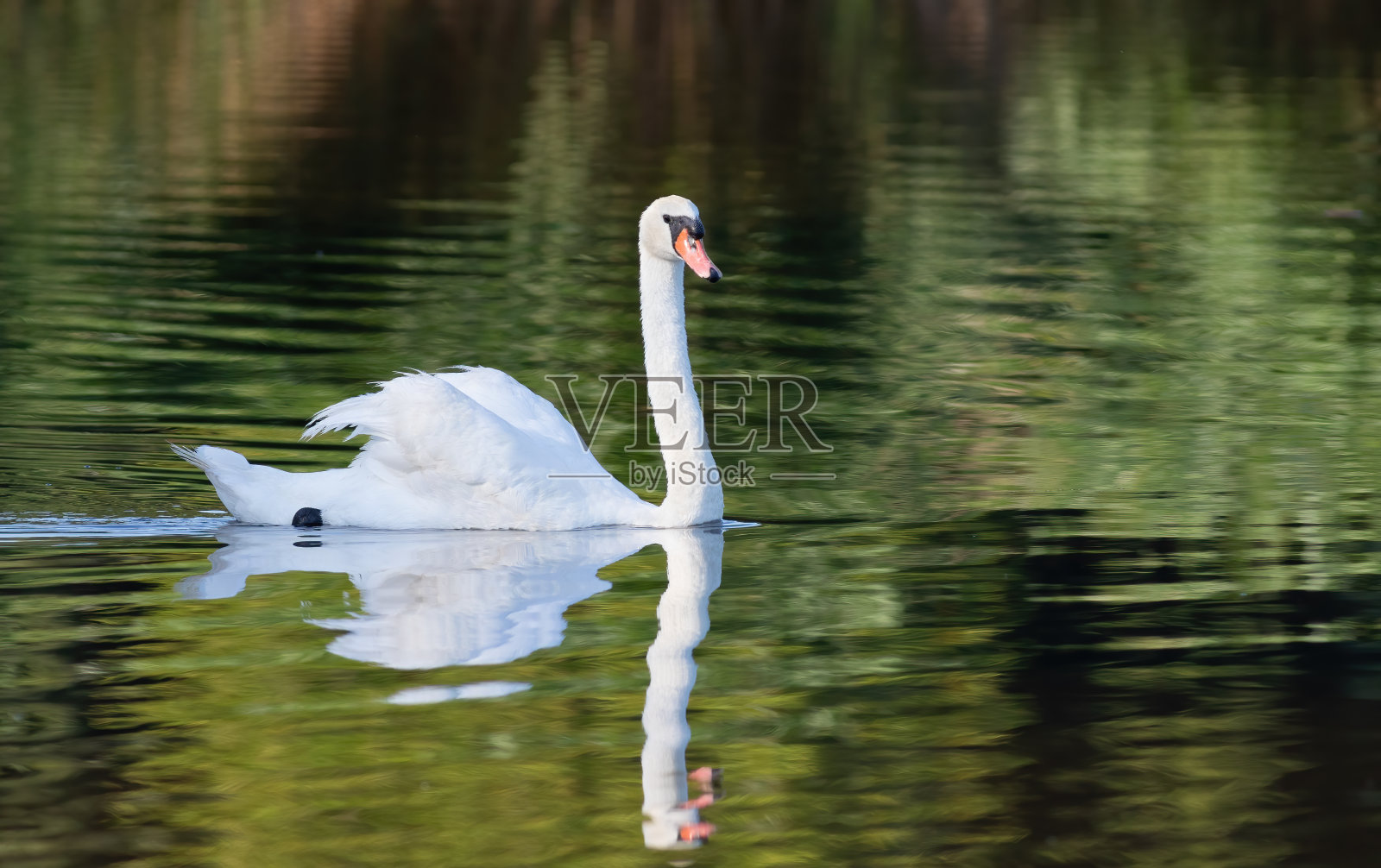 沉默的天鹅,天鹅的颜色。一只美丽的鸟漂浮在河上照片摄影图片