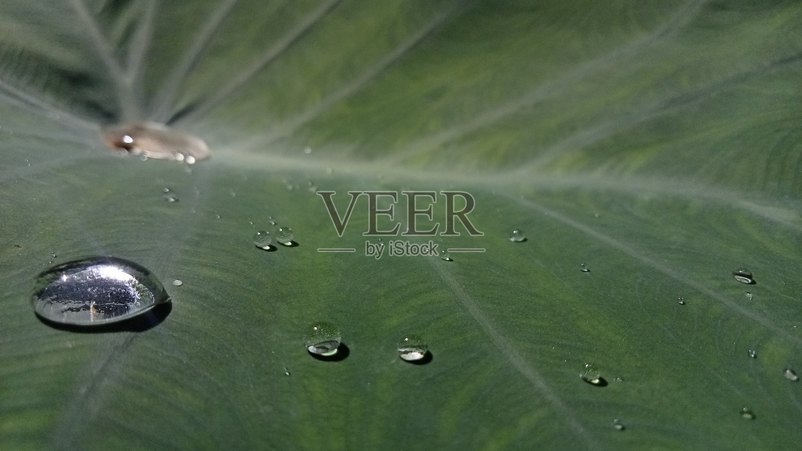 自然照片摄影图片