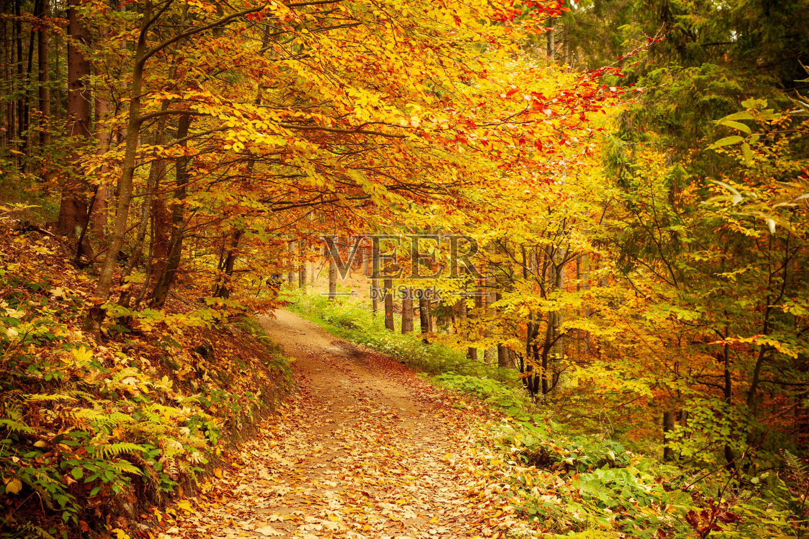 秋日森林里的小路,阳光穿过树林。秋天的树叶。照片摄影图片