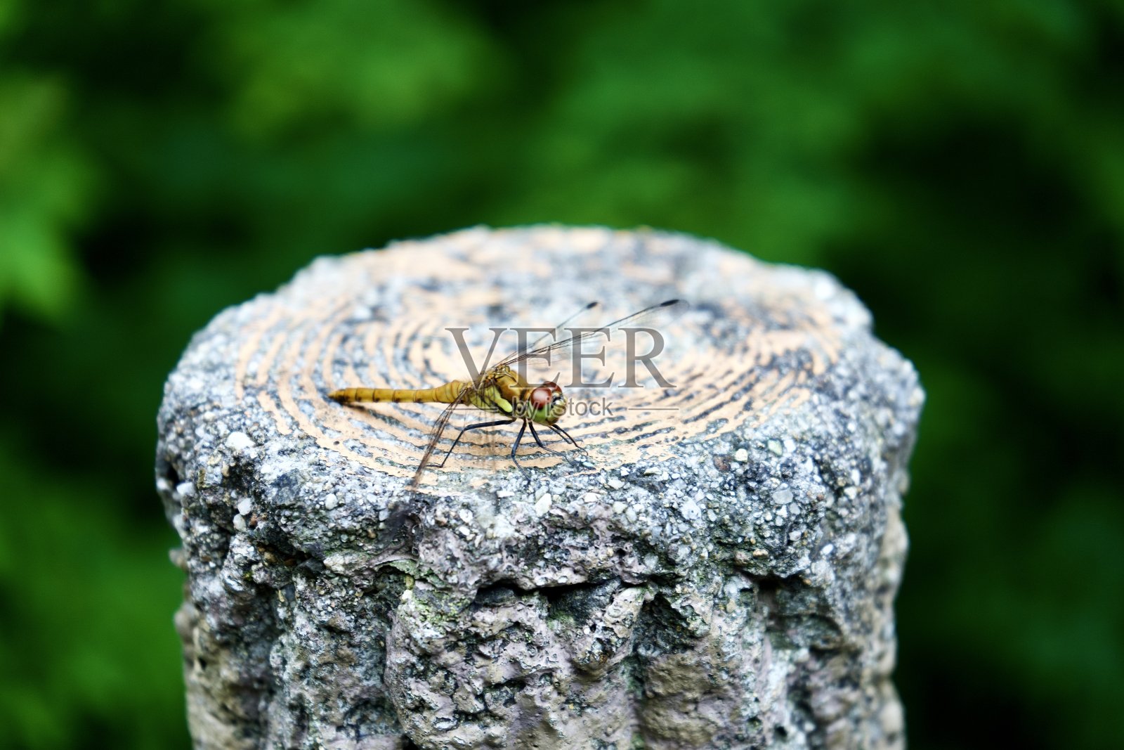 一只蜻蜓栖息在支撑杆上的特写照片摄影图片