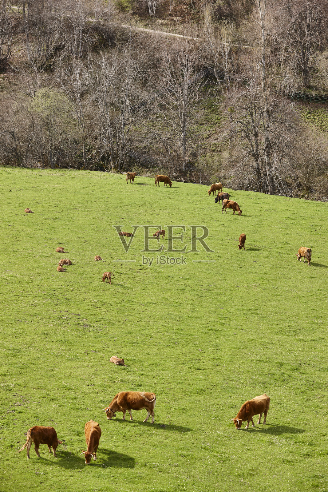 在绿色的草地上吃草。动物健康食品。农田照片摄影图片