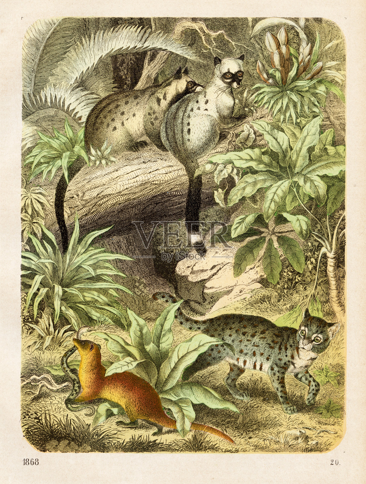 野猫和猫鼬色版,1868插画图片素材