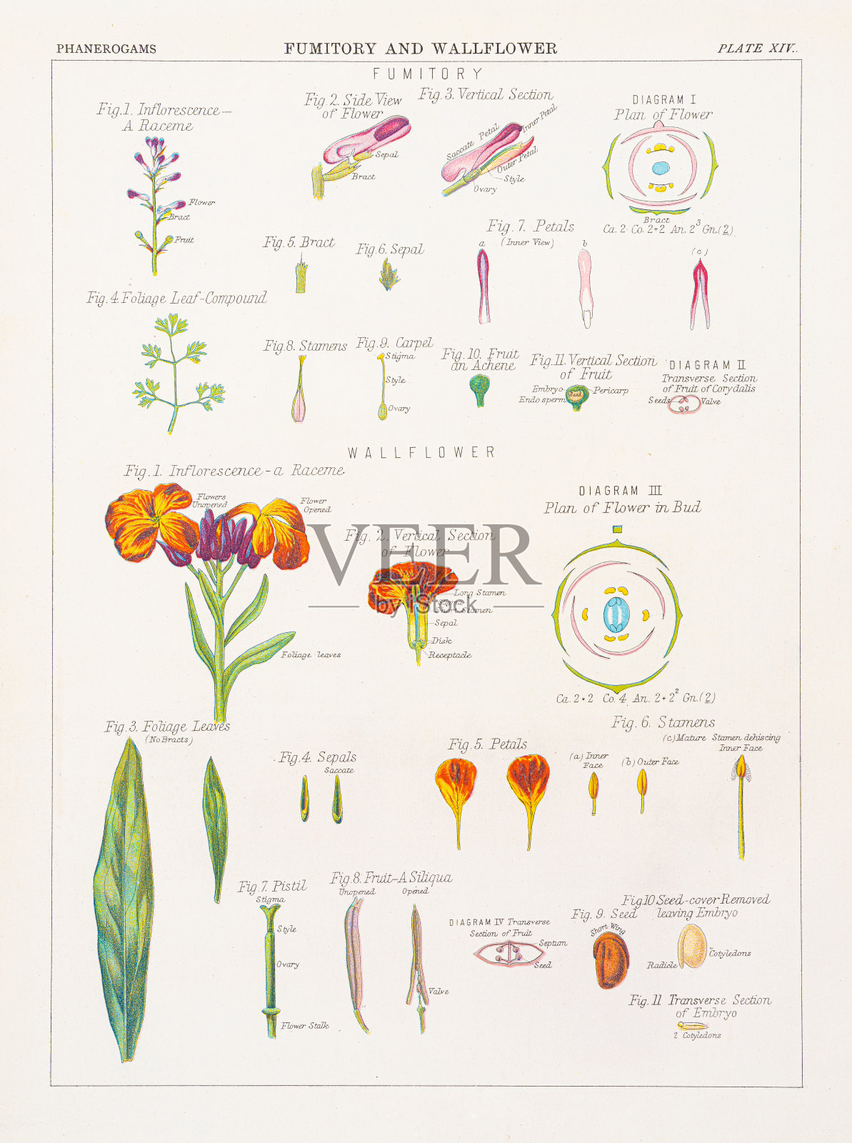 烟室和壁花色版印刷1883年插画图片素材
