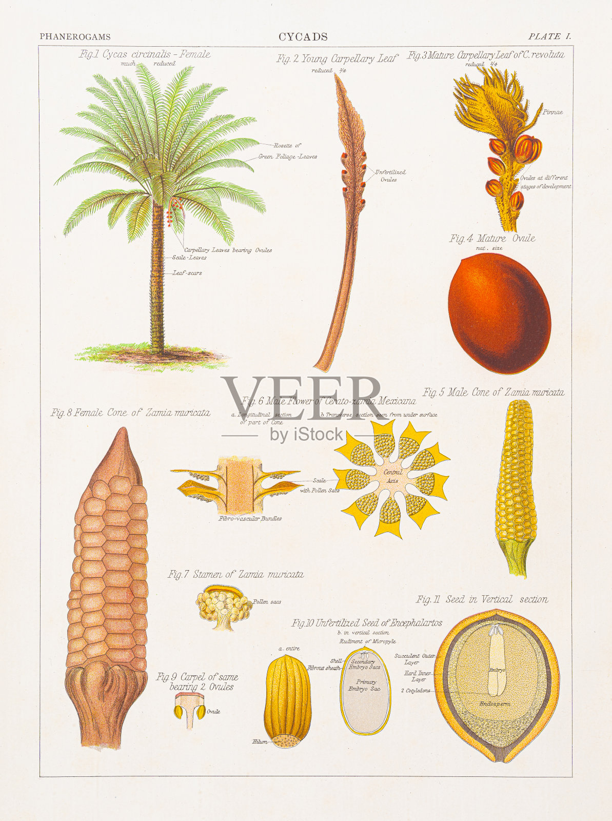 苏铁色版印刷1883年插画图片素材