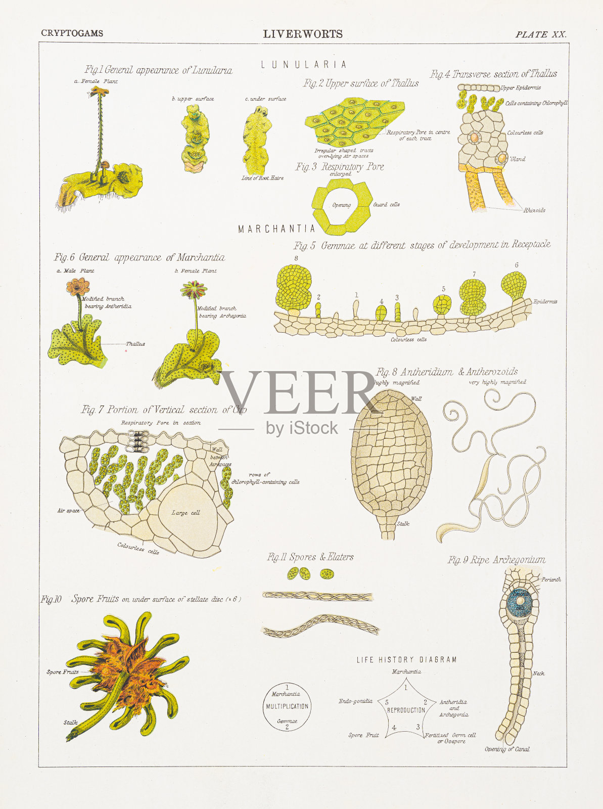 苔草色版印刷术1883年插画图片素材