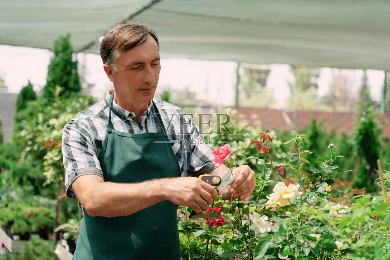 园丁在花园中心修剪玫瑰照片摄影图片