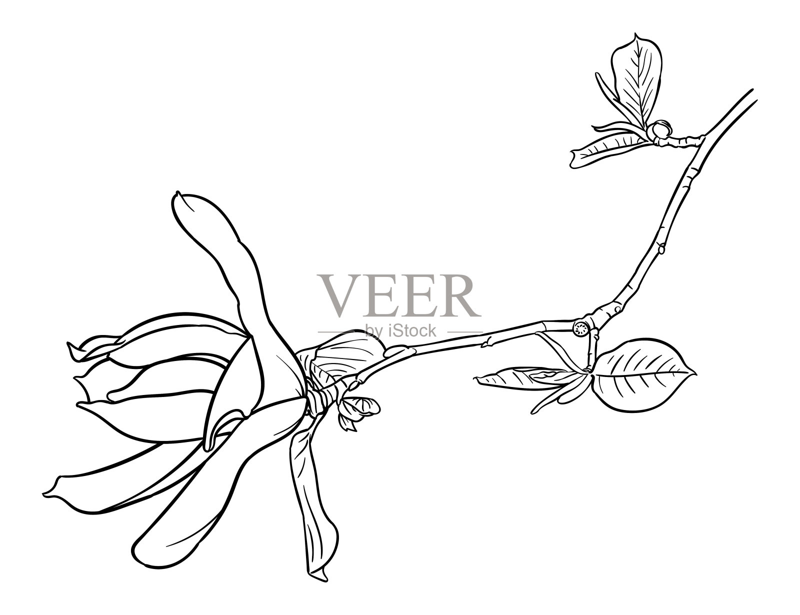 矢量绘制的一个花和枝玉兰花插画图片素材