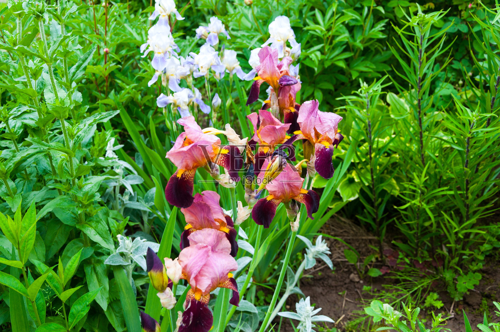 美丽的粉红色虹膜照片摄影图片